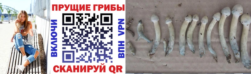 Галлюциногенные грибы GOLDEN TEACHER  купить  сайты  Западная Двина 